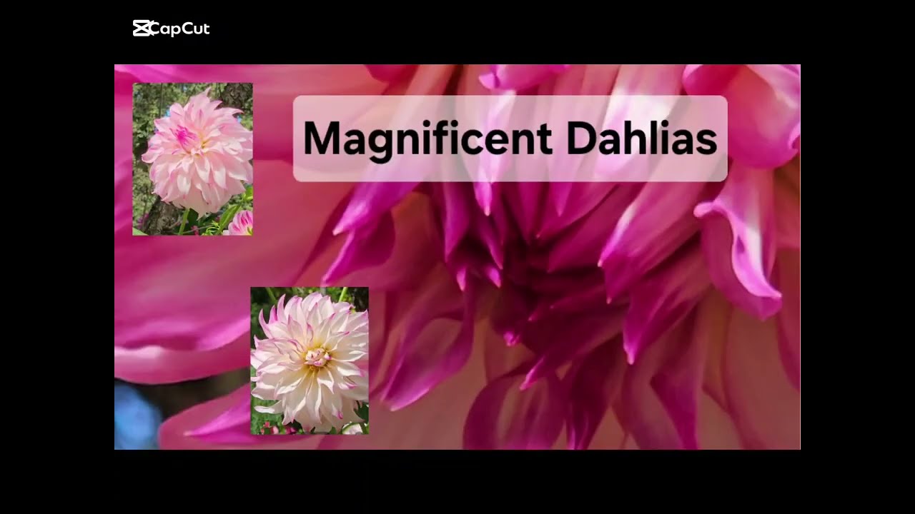 A Dahlia Bed in Local Public Garden