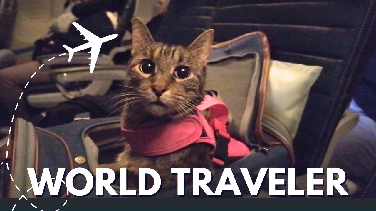 How We Took Our Cat to Europe Step by Step!