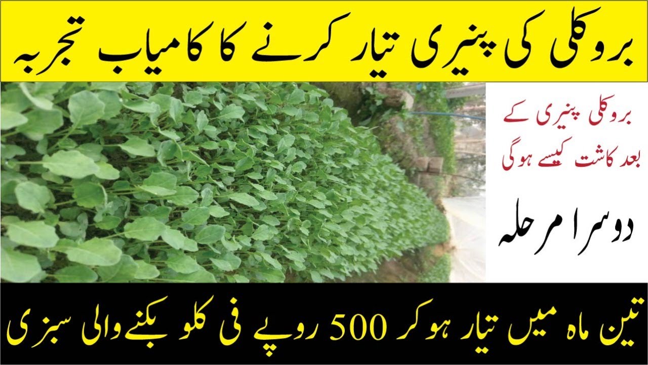 How to Grow Broccoli in Pakistan || Home garden ma Broccoli