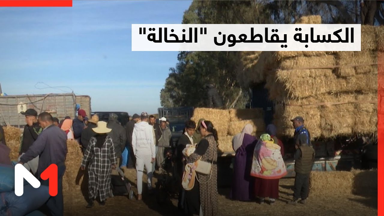 زيادة كبيرة في أسعار الأعلاف بالمغرب تقود الكسابين لمقاطعة 