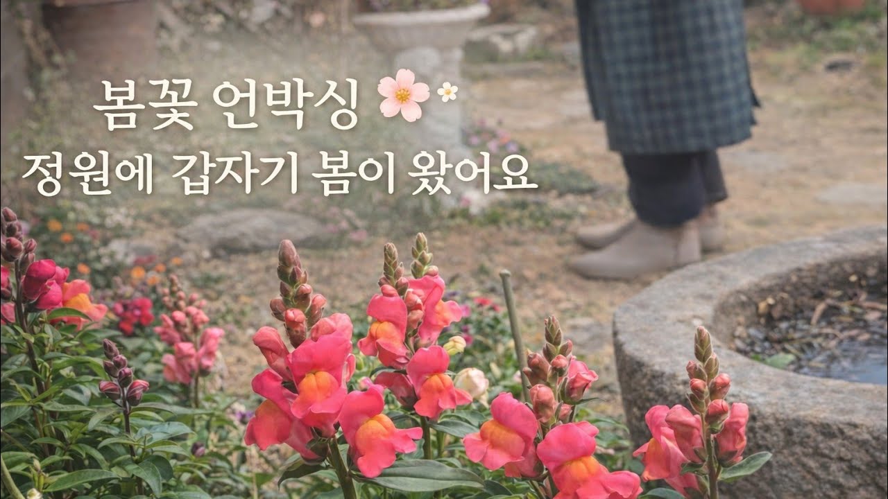 도심속 단독주택 정원/정원에 갑자기 봄이 찾아 왔어요/봄꽃 언박싱