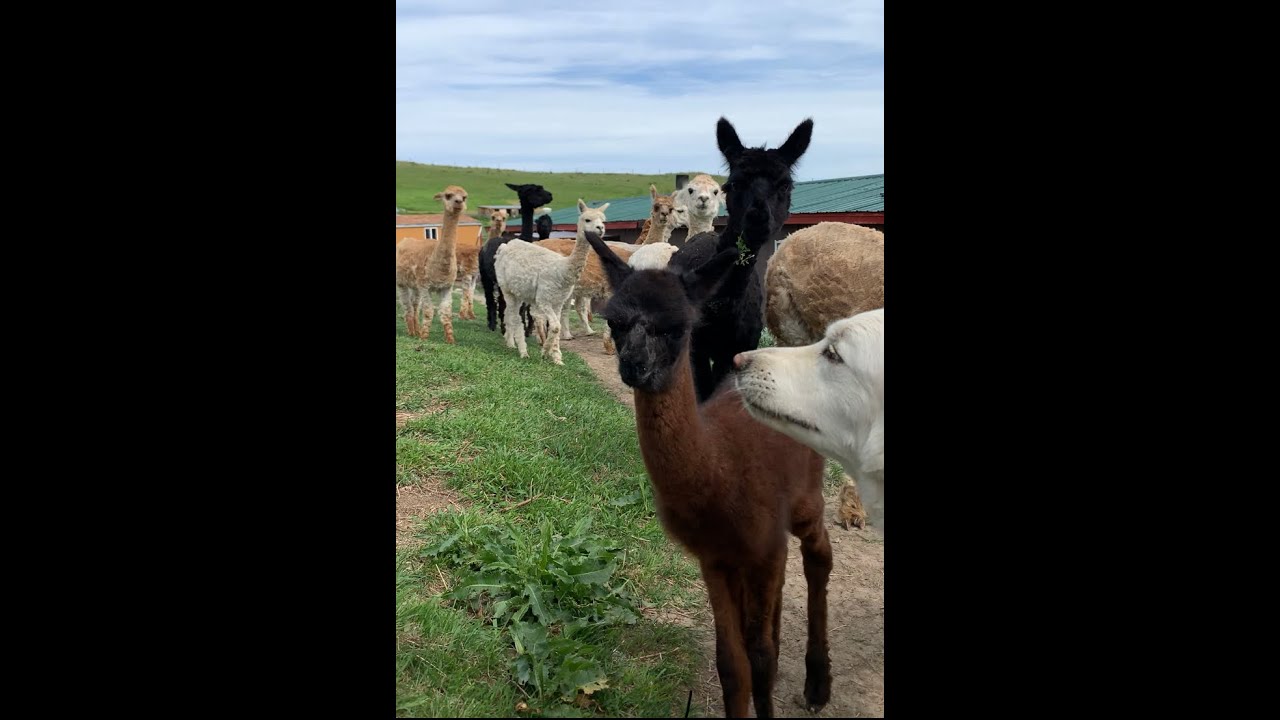 First 5 Days For Daniel Our Baby Alpaca And How Our Livestock Guardian Dogs Protect Him