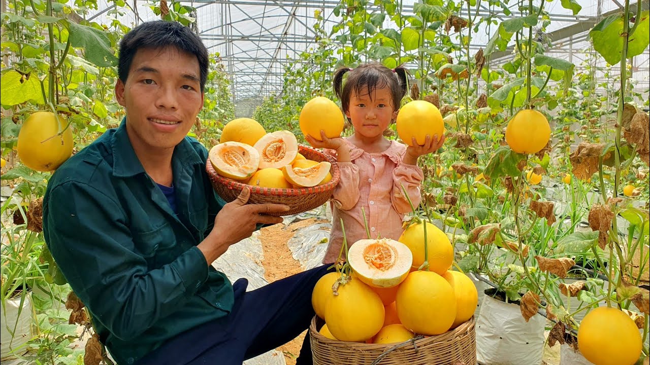 Harvest Golden Honeydew Melon Garden goes to the market sell - Daily Life | Triệu Văn Tính