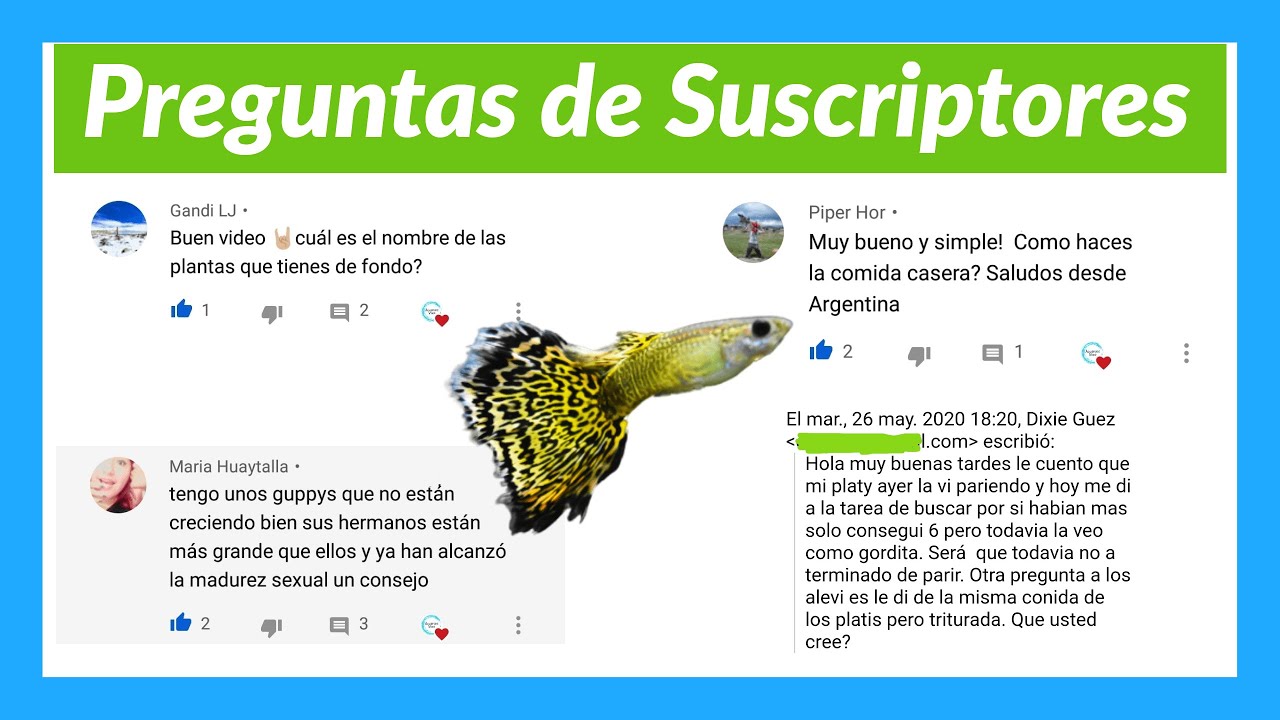Crecimiento guppys. Planta Ambulia. Platy de parto y alevines. Comida casera peces.