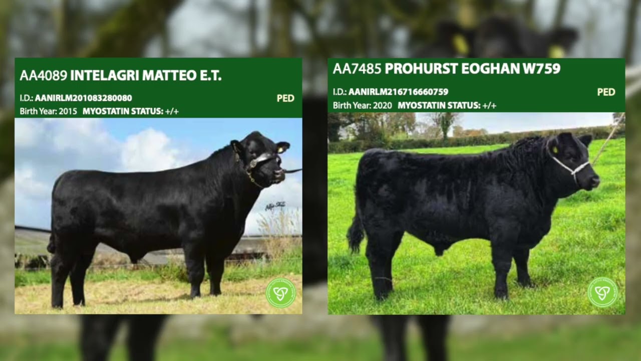 Episode 2 of our 2023 Beef Sires Series - Aberdeen Angus