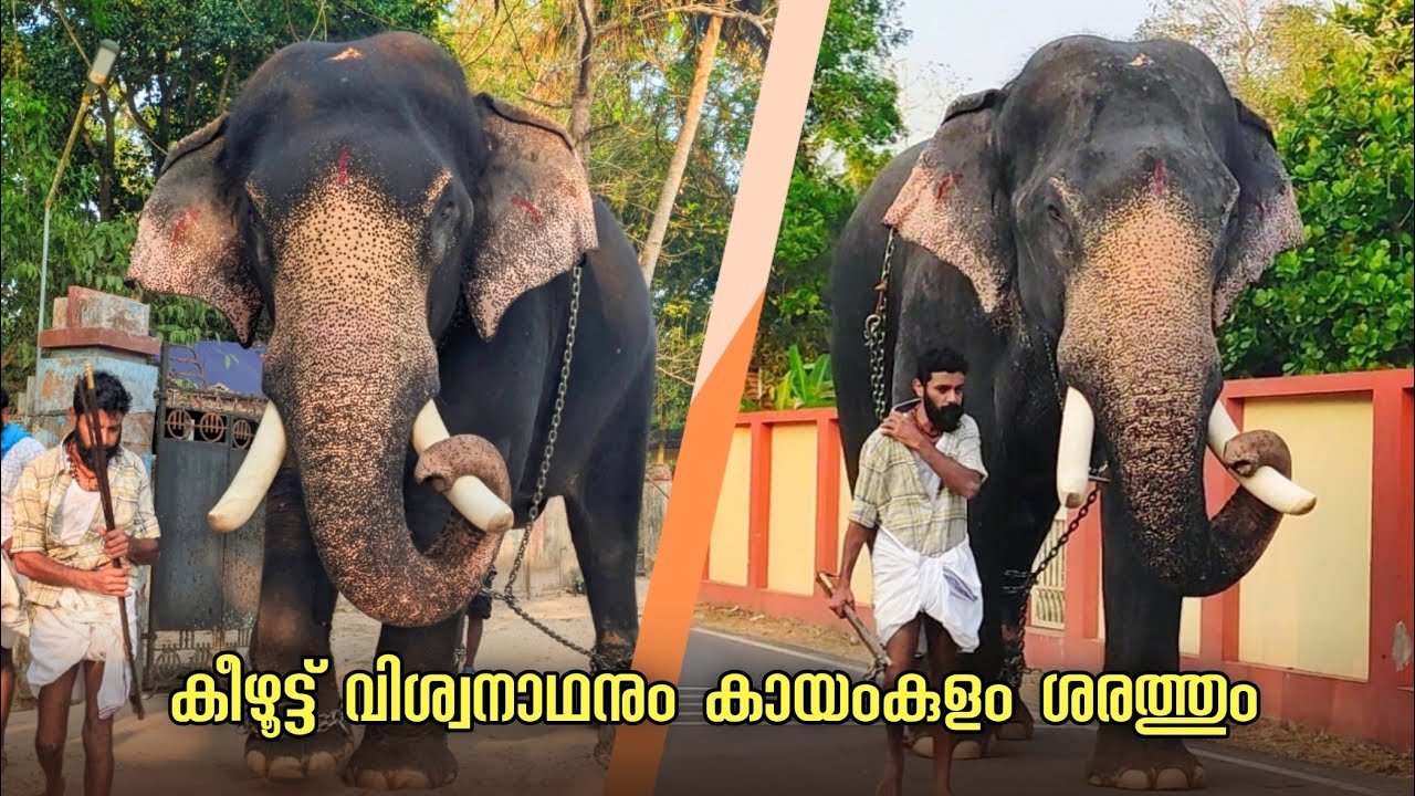 കീഴൂട്ട് വിശ്വനാഥനും കായംകുളം ശരത്തേട്ടനും💥🔥 ഇന്ന് ചേർത്തലയിൽ keezhoot viswanathan Kayamkulam sarath