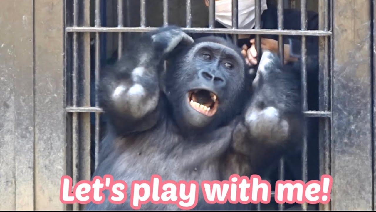 いつも遊び相手を募集中‼︎⭐️ゴリラ Gorilla【京都市動物園】Gentaro is always looking for someone to play with.