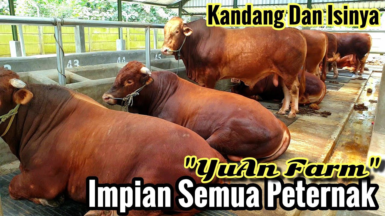 38 Ekor Sapi Super Jumbo Siap Qurban Di Kandang Sapi Modern Impian Semua Peternak Milenial