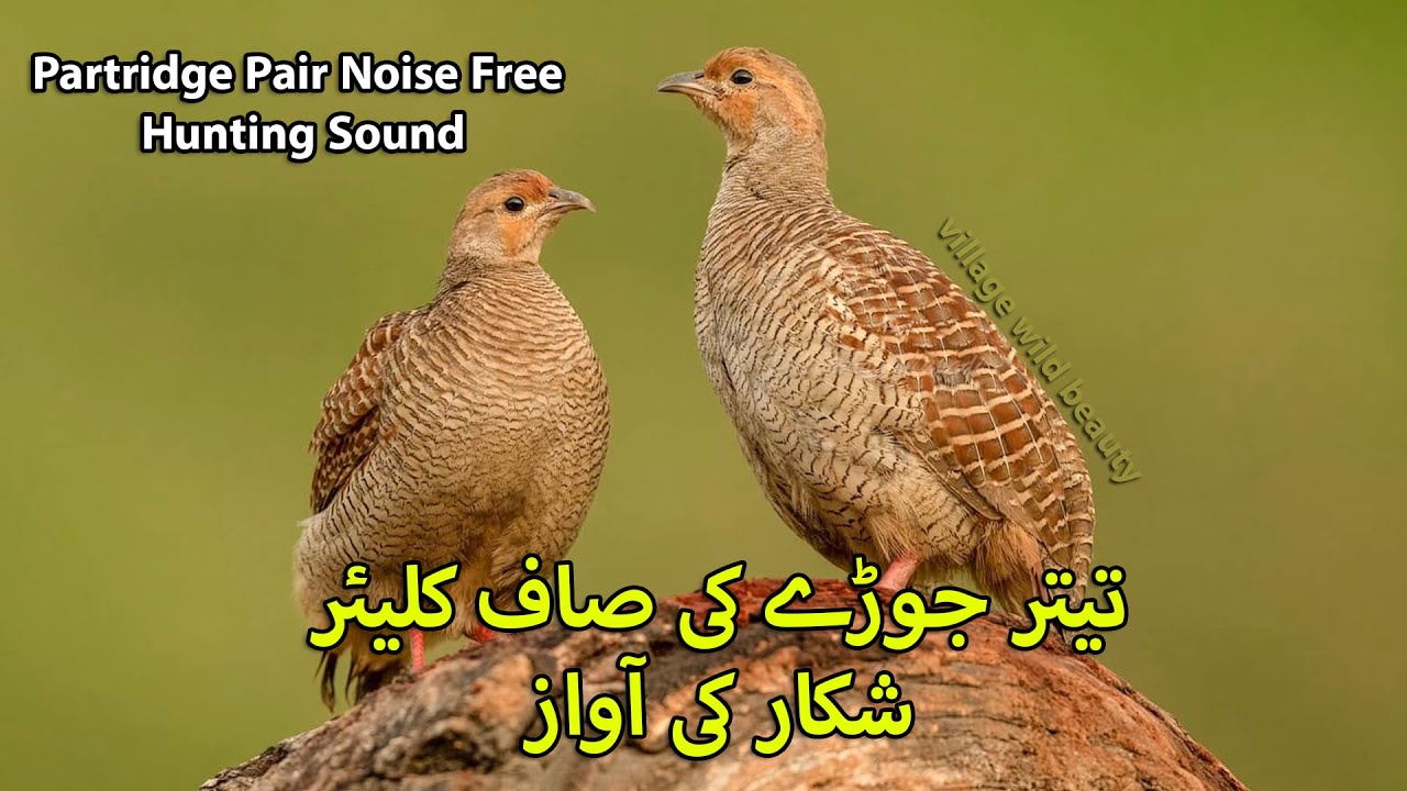 Partridge Pair Hunting Sound | Teetar ka Shikar Awaz | Grey Francolin Voice | Female Teetar Voice