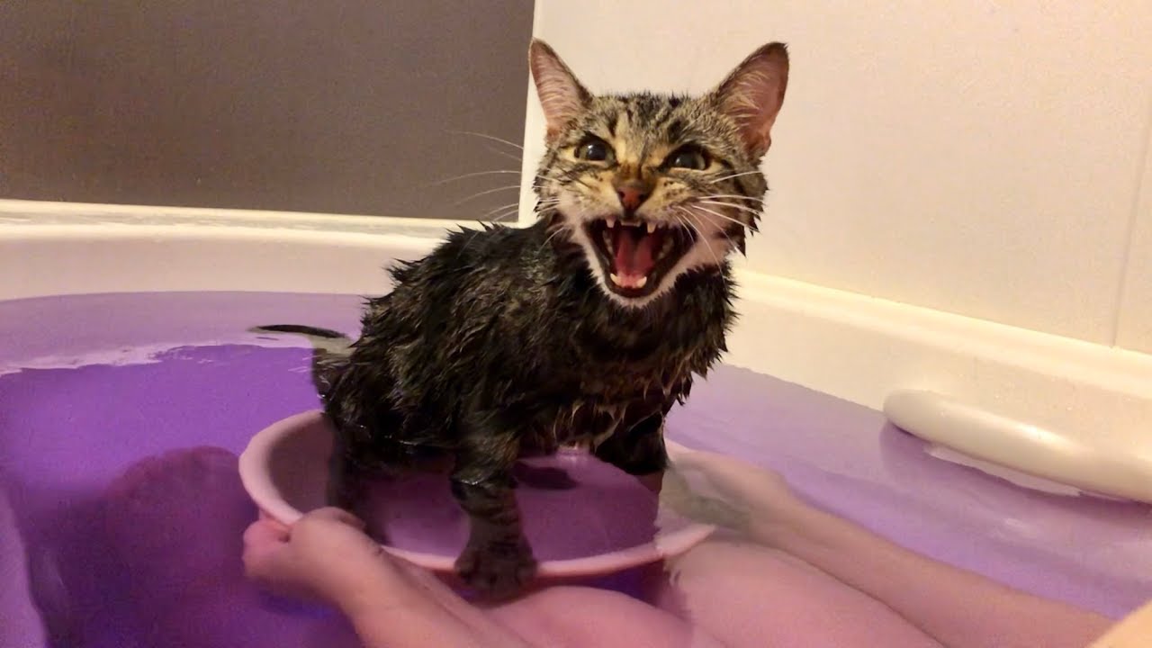 妹の入浴中に甘えに来てしまった猫w