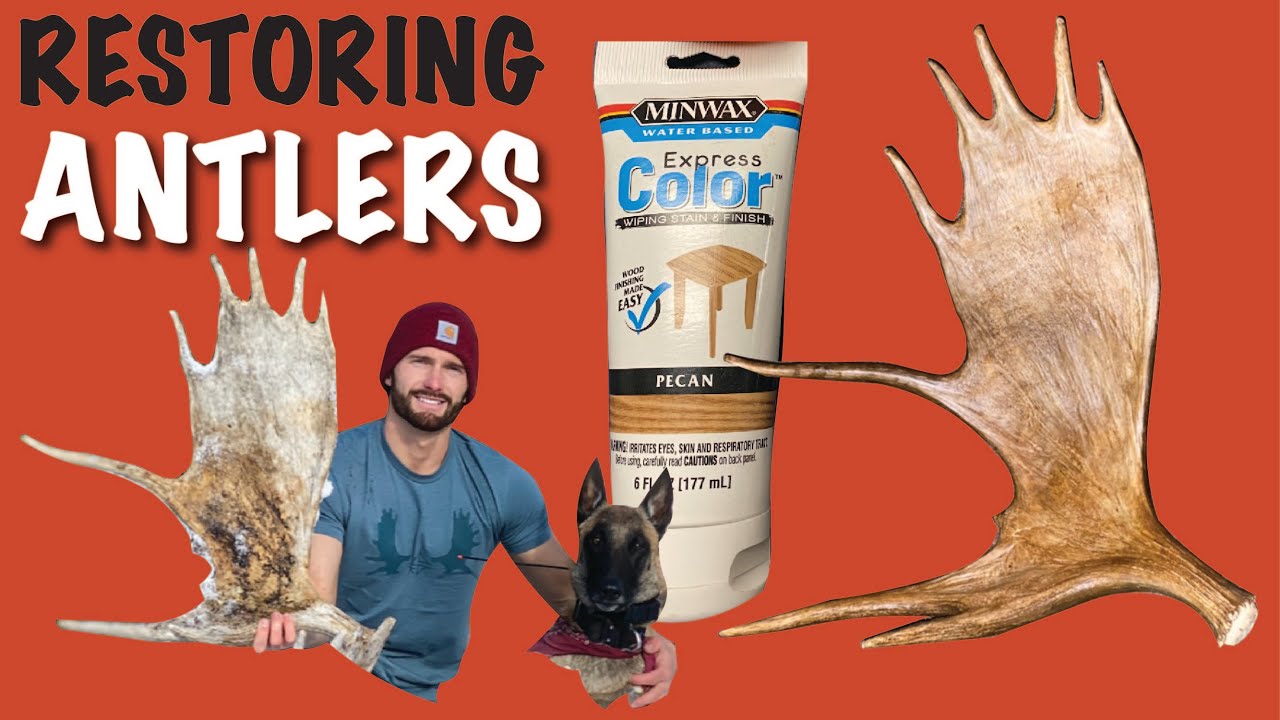 BRINGING A MOOSE ANTLER TO LIFE | Shed restoration