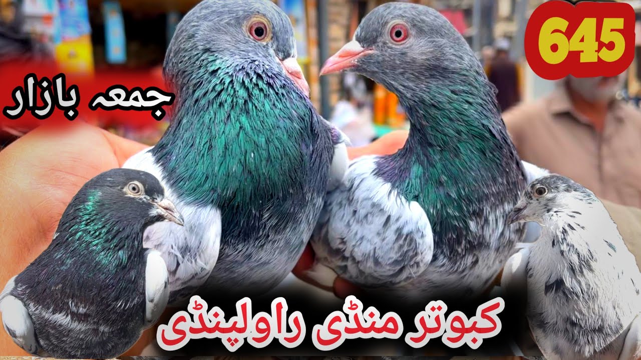 645 | Friday Kabootar Mandi Rawalpindi | Today 13/3/2026 | Latest Update High Flyer Pigeon Price 