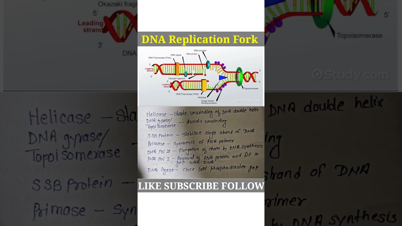 DNA Replication Fork #class #biologynotes #biology #ncert #jee #dnas