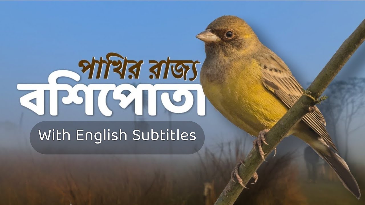 Bosipota Birds | Birdwatching in Boshipota, Hooghly