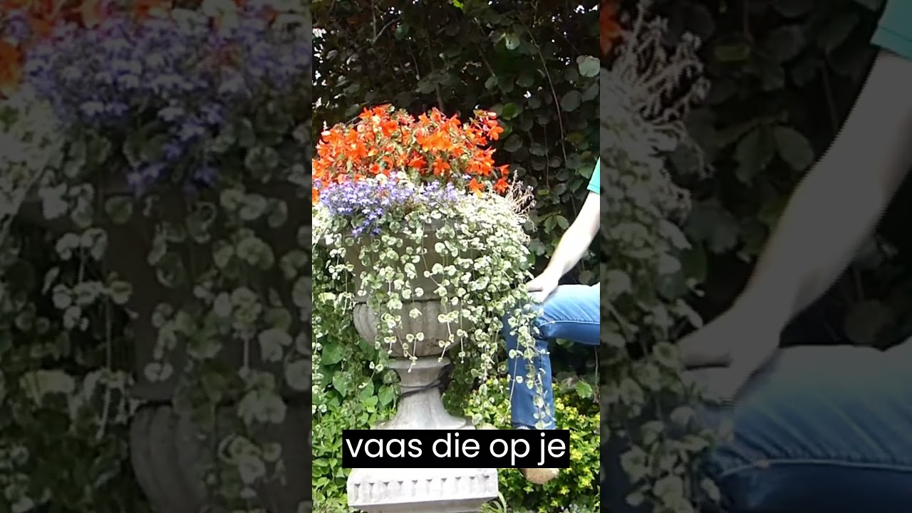 Hangbegonia Lobelia en Nepeta - Warentuin