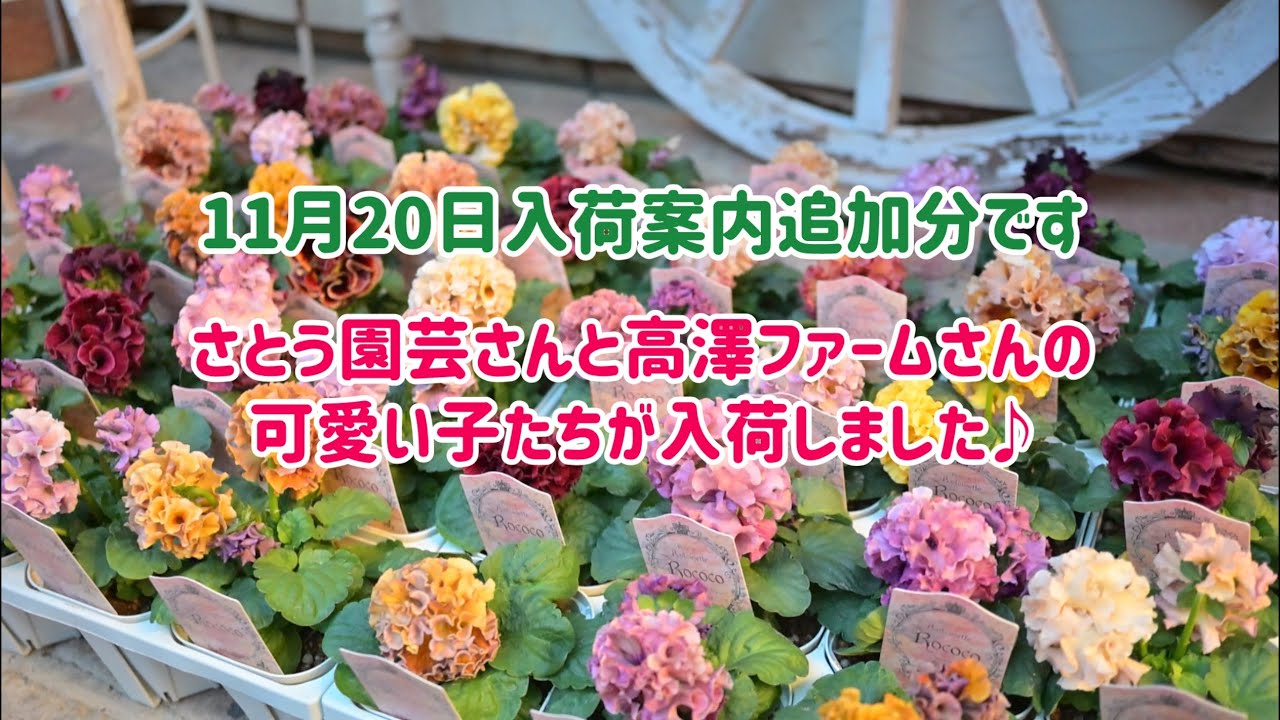 11月20日の追加分の入荷案内です。。。さとう園芸さんのフリルパンジー　タカザワファームさんのウエタさんビオラ