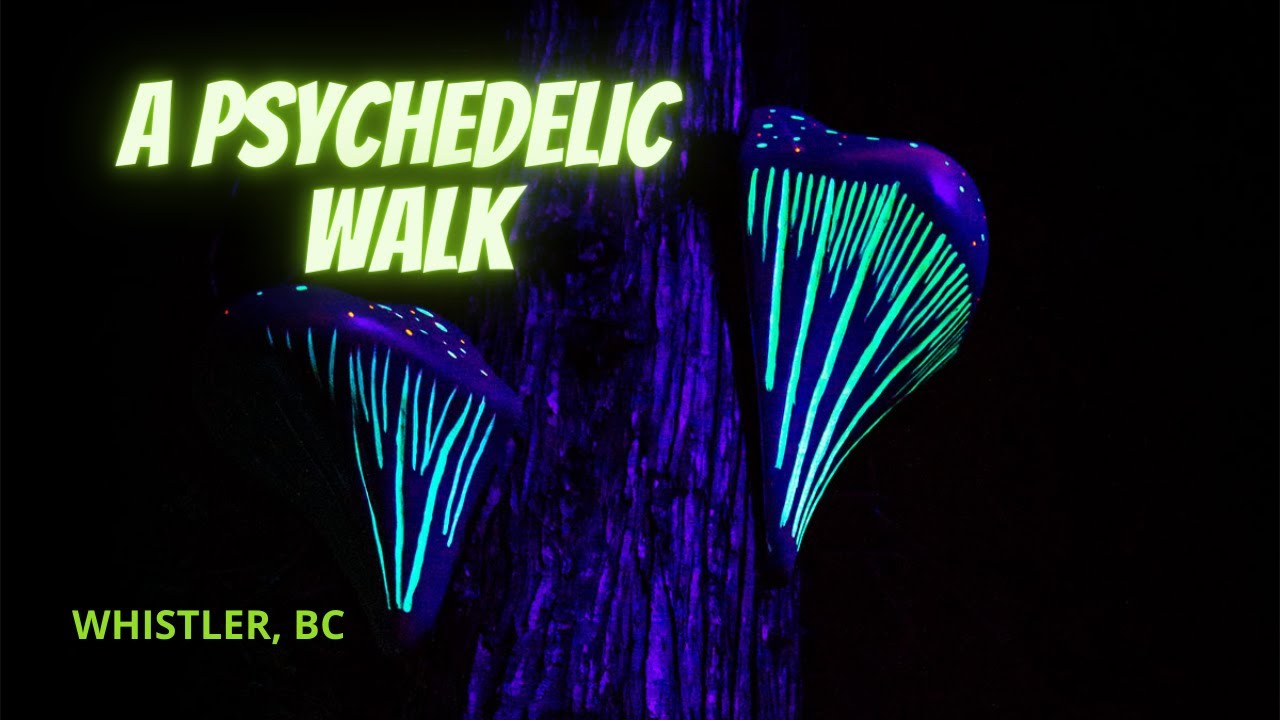 A trippy, magical nighttime walk at Vallea Lumina in Whistler, BC.