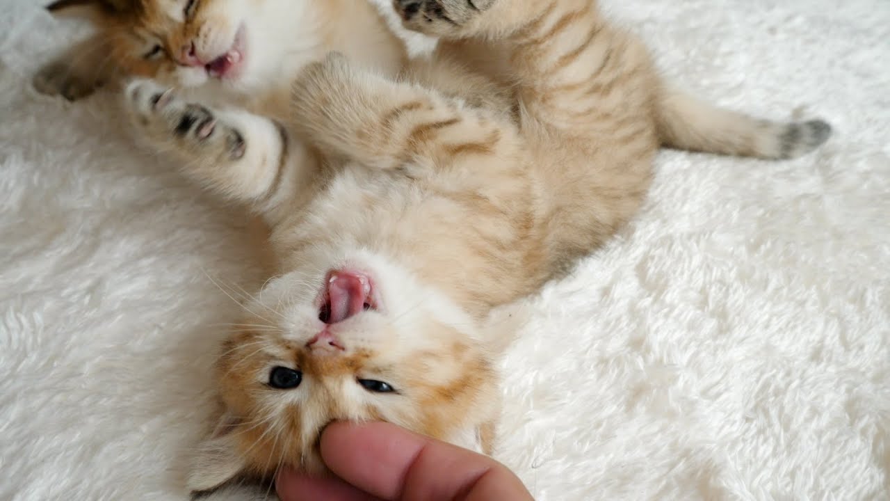 Kittens Chai and Mocha are doing well. Despite all the fighting...