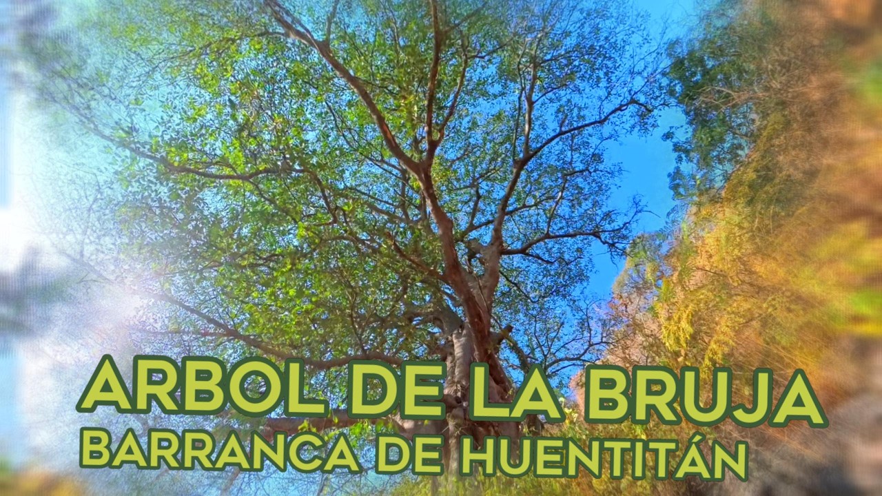Ruta: Escalones- Árbol de la Bruja (Barranca de Huentitán)