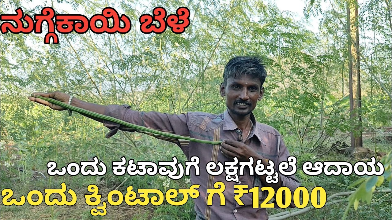 ಒಂದು ಕ್ವಿಂಟಾಲ್ ಗೆ ₹12, 000 | ಒಂದು‌ ಕಟಾವಿಗೆ 6-8 ಕ್ವಿಂಟಾಲ್ | ನುಗ್ಗೆಕಾಯಿ  ಬೆಳೆಯ ಸಂಪೂರ್ಣ ಮಾಹಿತಿ