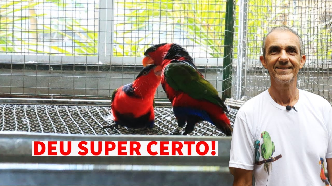 SOLTEI UM CASAL DE LÓRIS BAILARINO NO VIVEIRO NOVO E RECINTO DOS AGAPORNIS EM OBRA