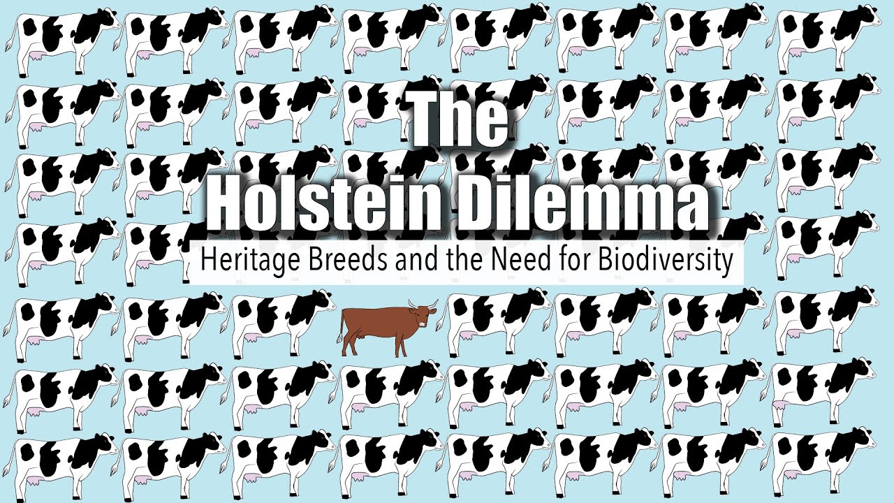 The Holstein Dilemma