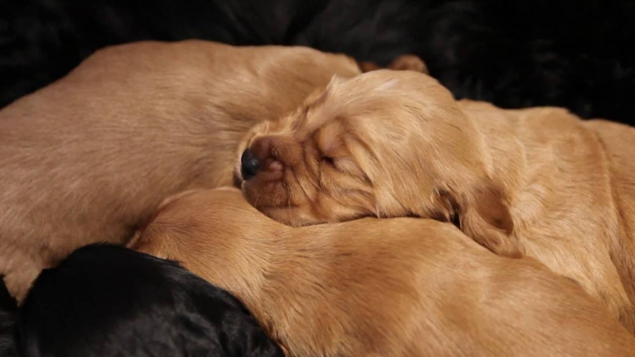 Cocker Spaniel Puppies | One Week Old - Very Cute