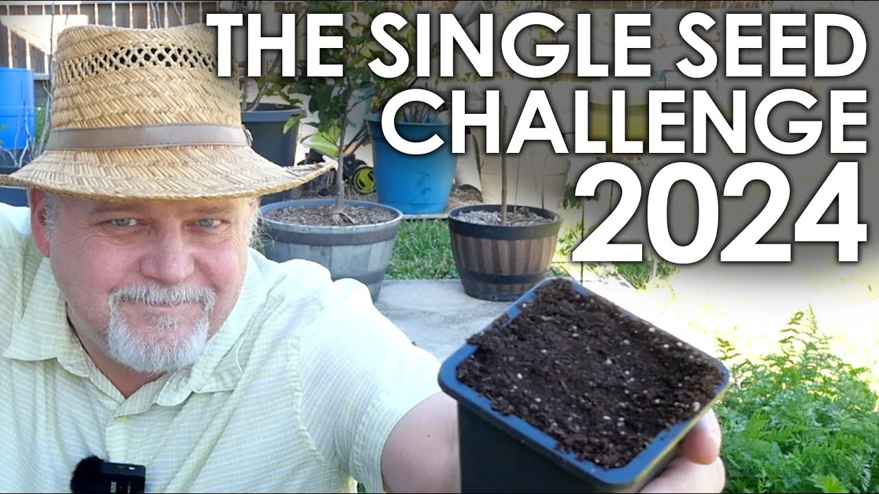 Single Seed Challenge 2024 Kickoff || Black Gumbo