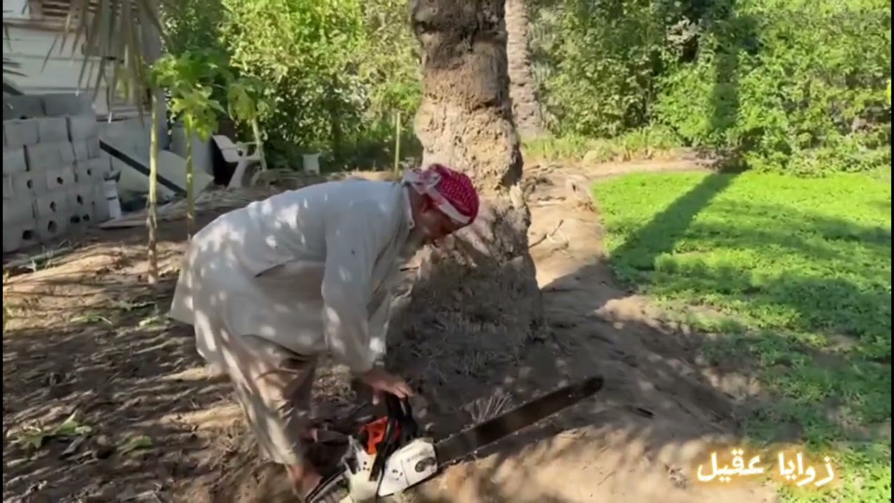 تعرف على تسجين النخيل