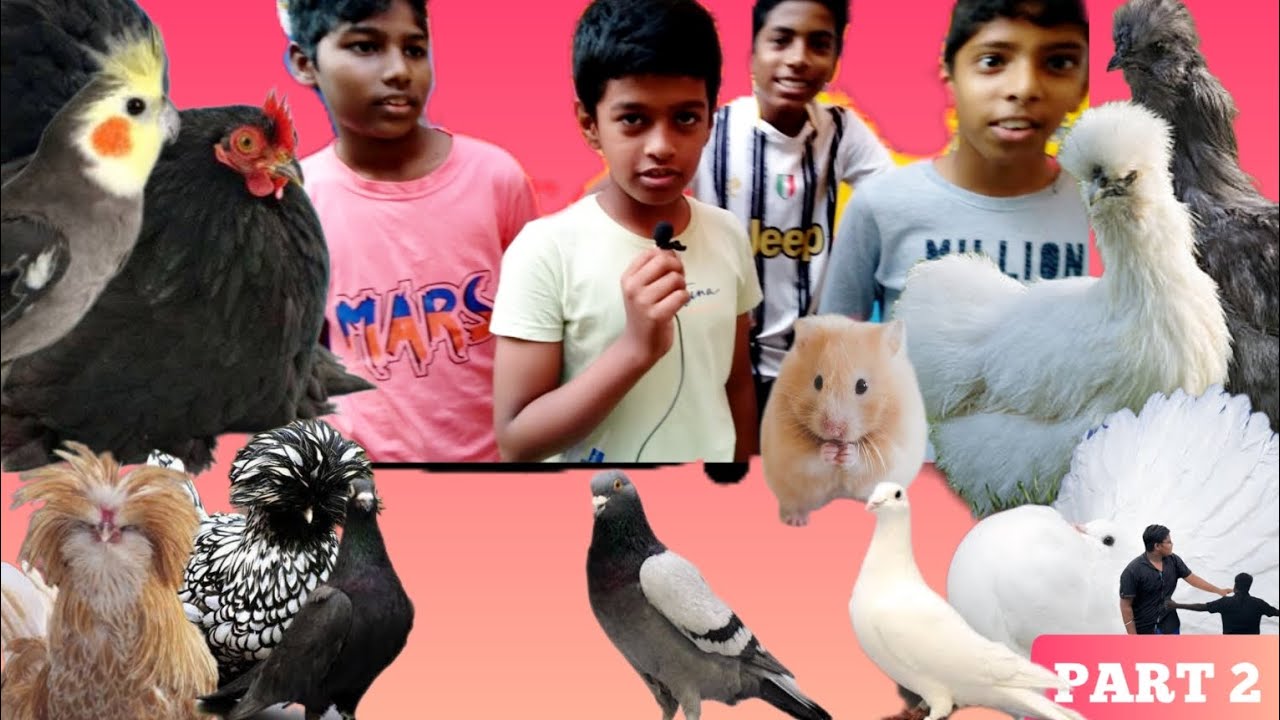 #part 2 CHENNAI BROADWAY PET MARKET All pets available at low price for all