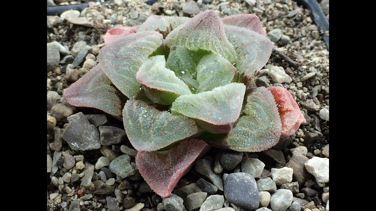 How I'm Planting Haworthia Pygmeae Seeds Part 1