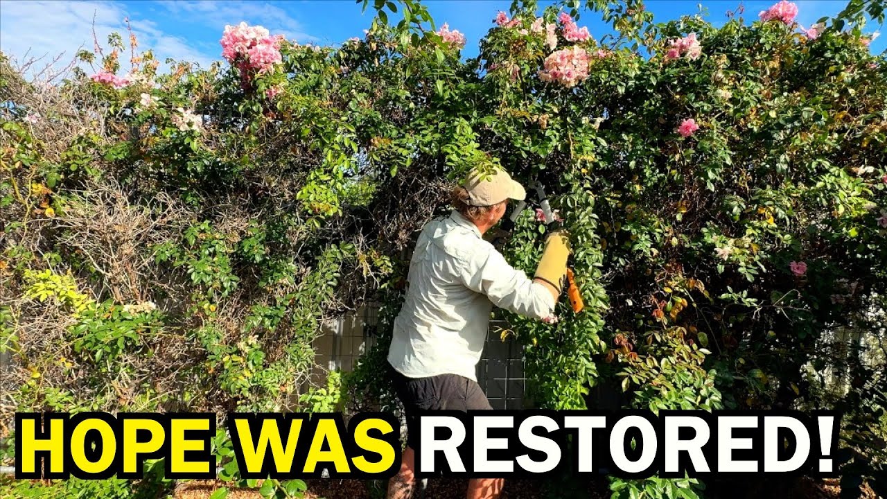 HELPING him out after a NASTY fall - FREE GARDEN MAKEOVER
