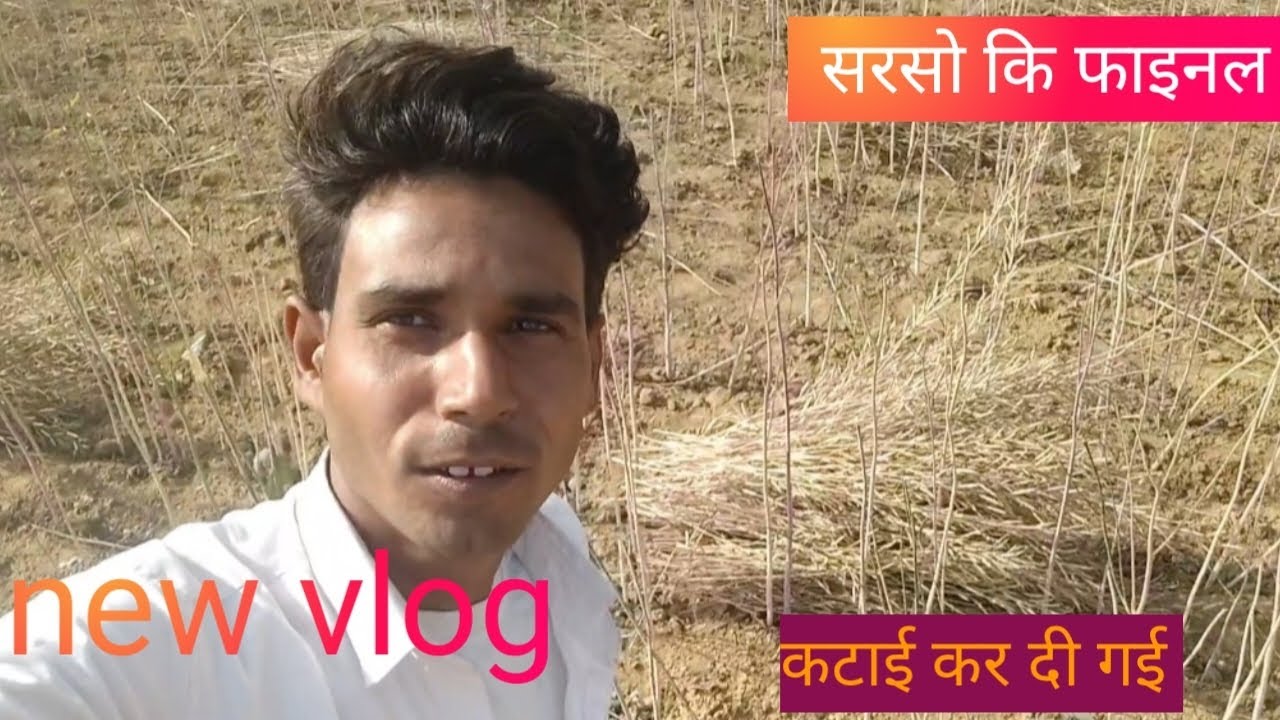 Aaj Khet me Sarso ki katai🌻| real life vlog 2026 | katai ka full process 