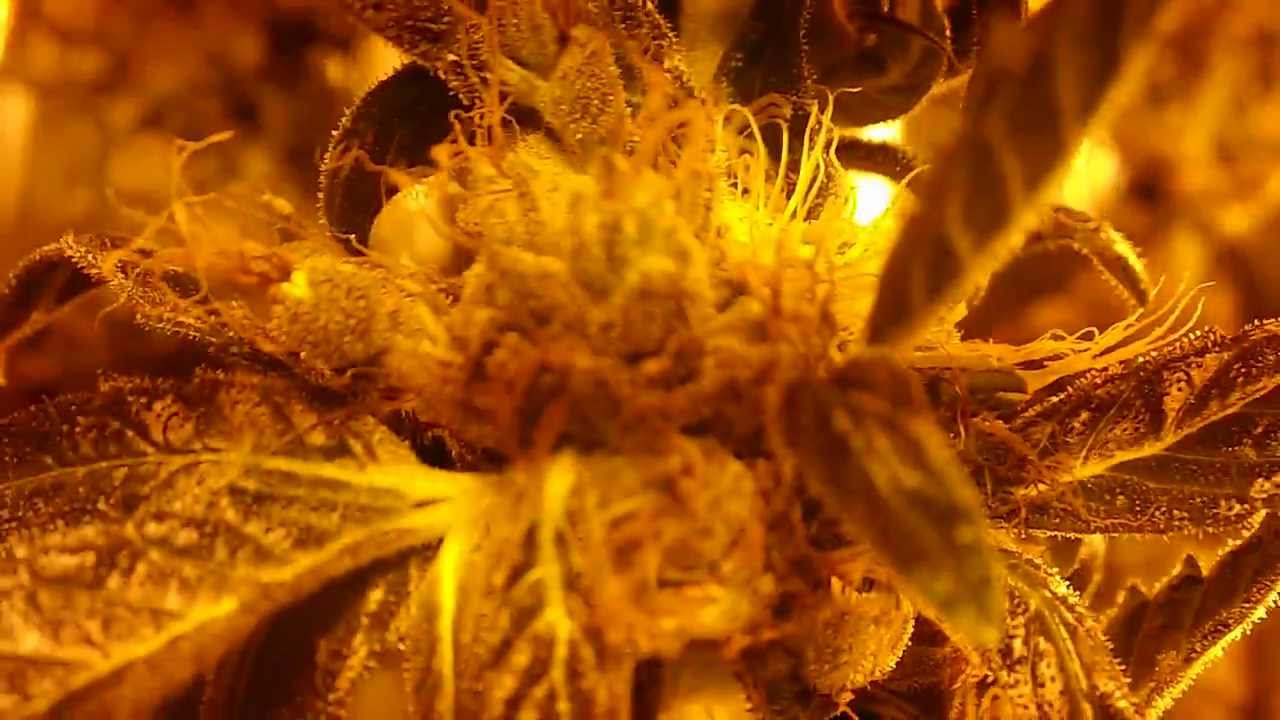 Vanilla Kush harvest part 1