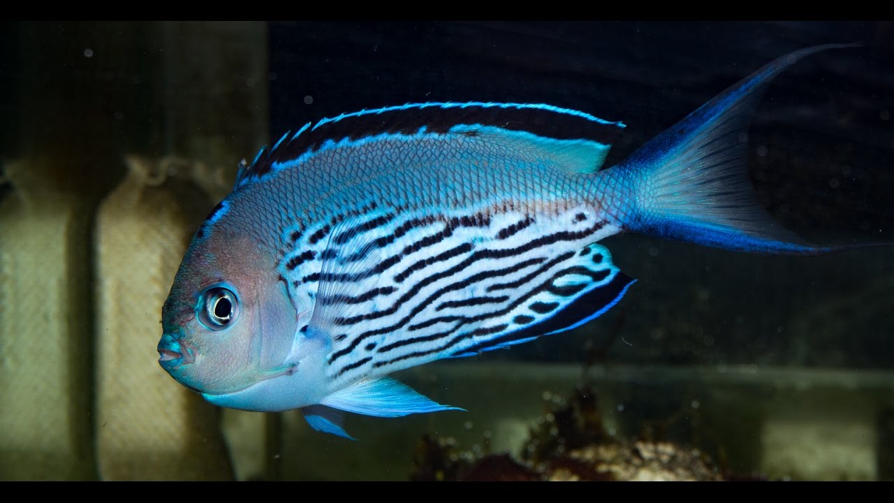 Wicked Rare Scribbled Watanabe Angelfish