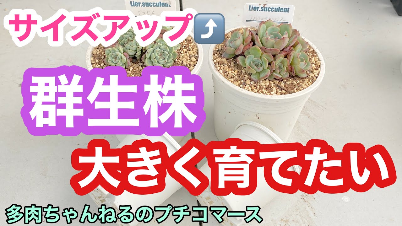 【多肉植物】群生株を大きく育てたい❣️サイズアップの仕方【園芸】