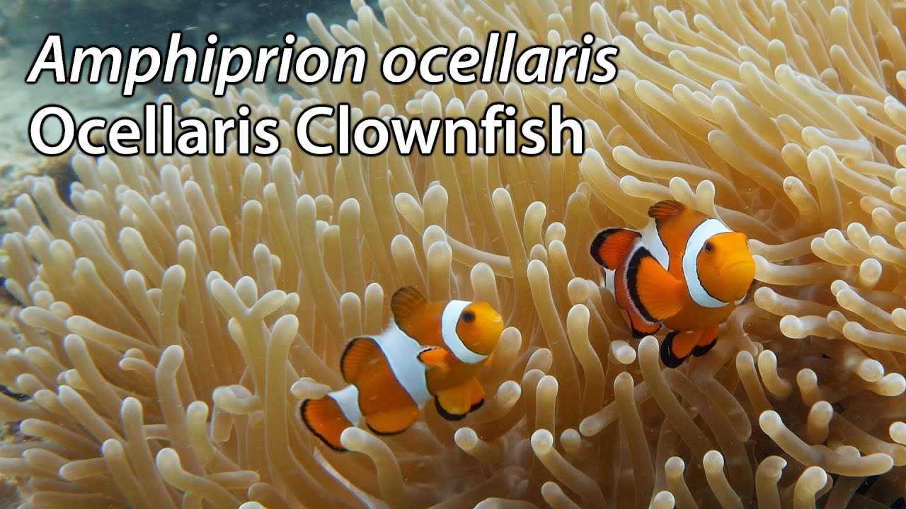Ocellaris Clownfish (Amphiprion ocellaris) Stock Footage - 4k UHD 3840x2160-30p