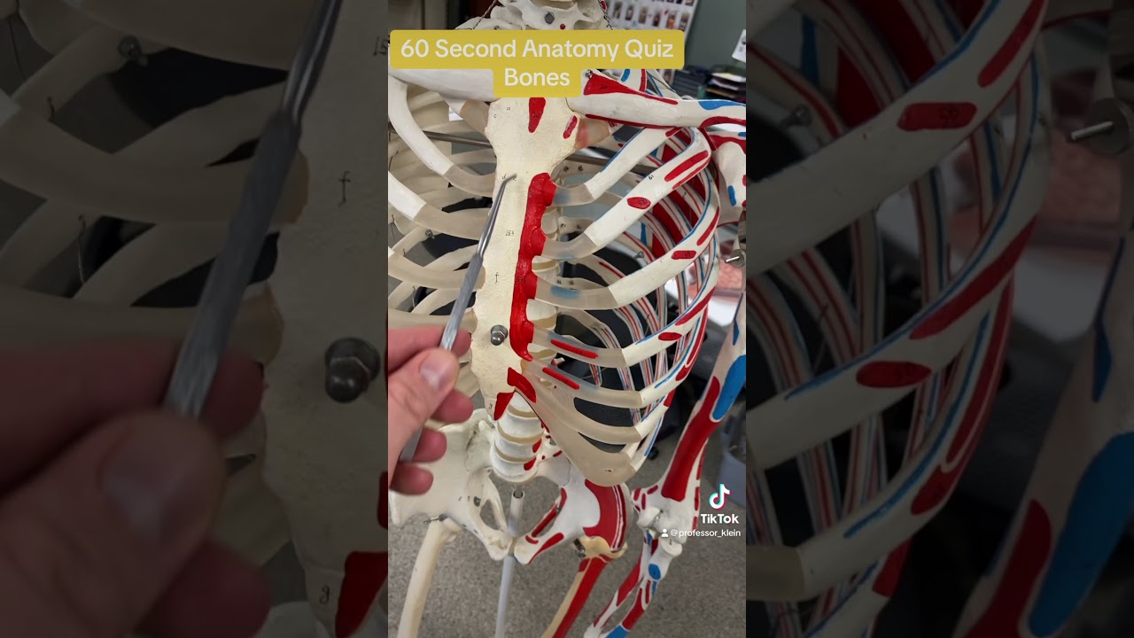 60 Second Anatomy Quiz: Bones