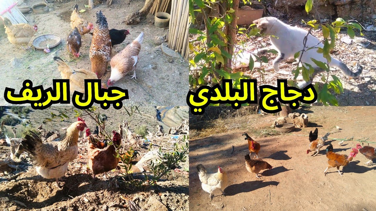 الاجواء القروية في المساء وسط الجبال الريف وتربية دجاج البلدي نواحي #الحسيمة