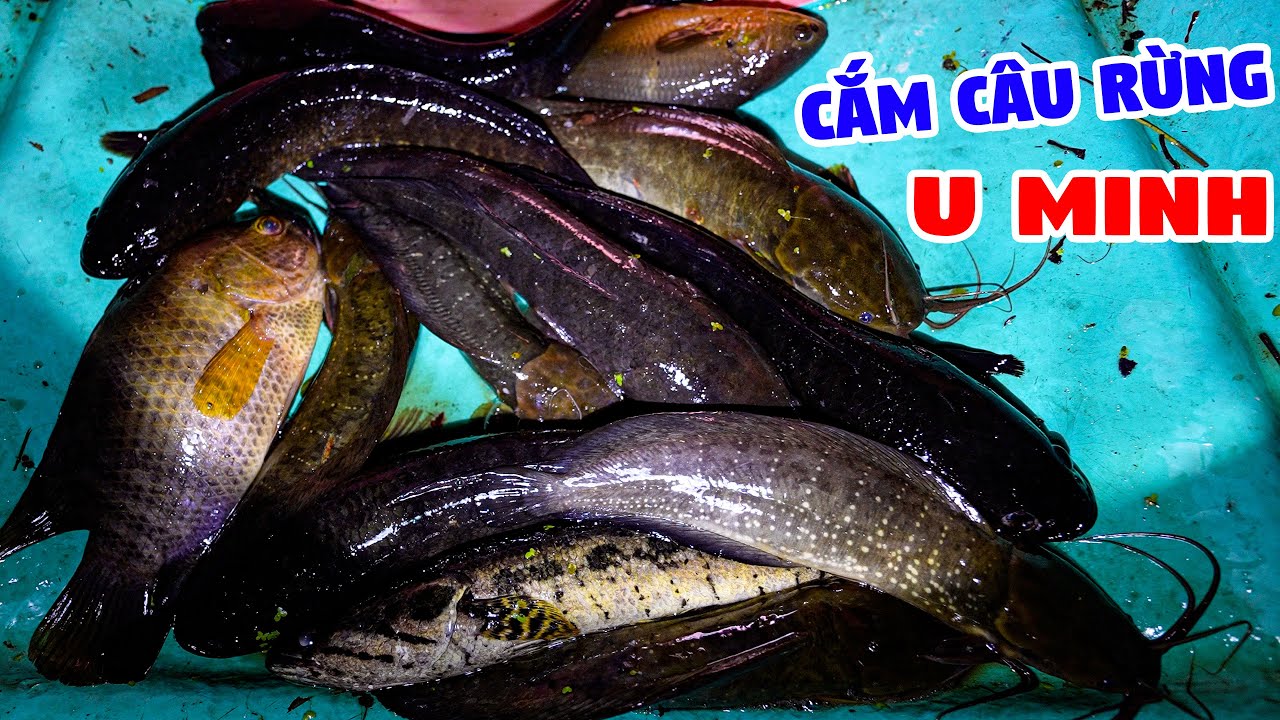 Cắm Câu Ngày - Cuộc Sống Rừng Già - Tập 9