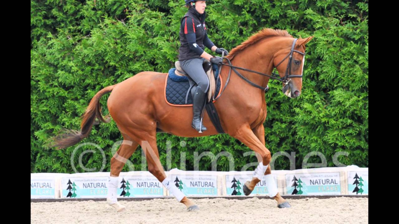 Two years in the life of The Equine Therapy Centre, Hartpury College
