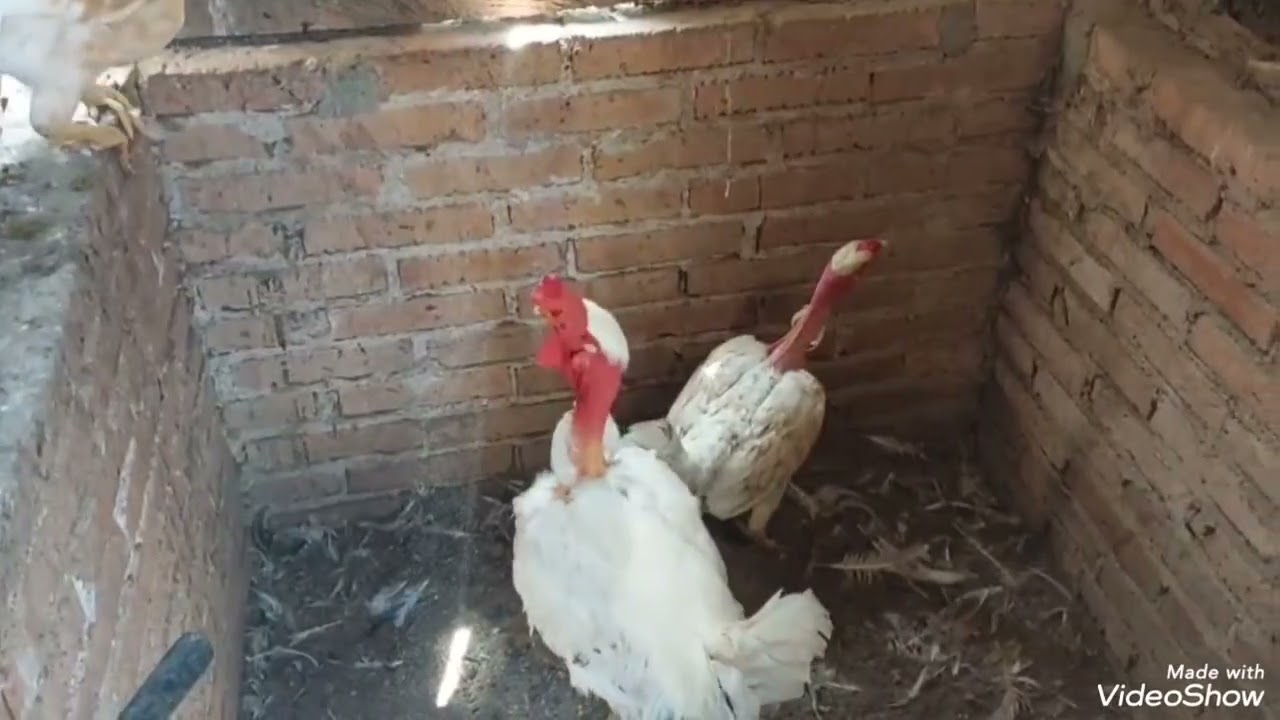 Minha vida no sitio  casal de curicaca  e galo branco  pescoço  pelado 