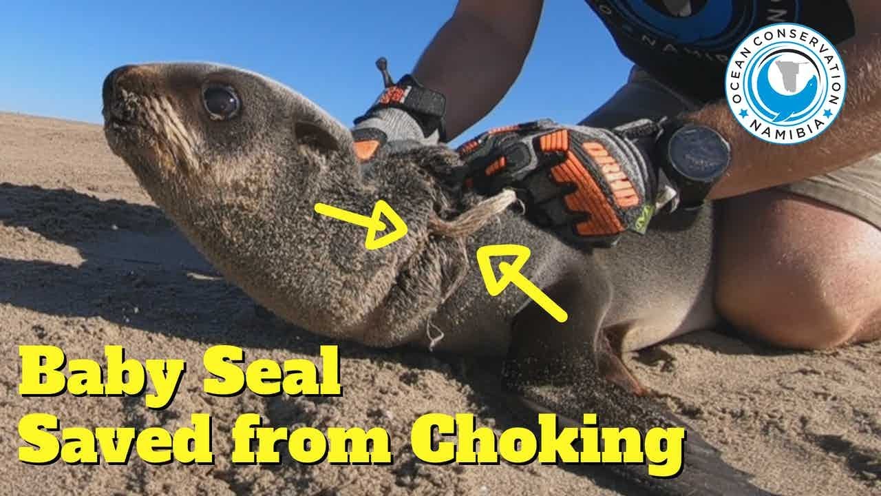 Baby Seal Saved from Choking