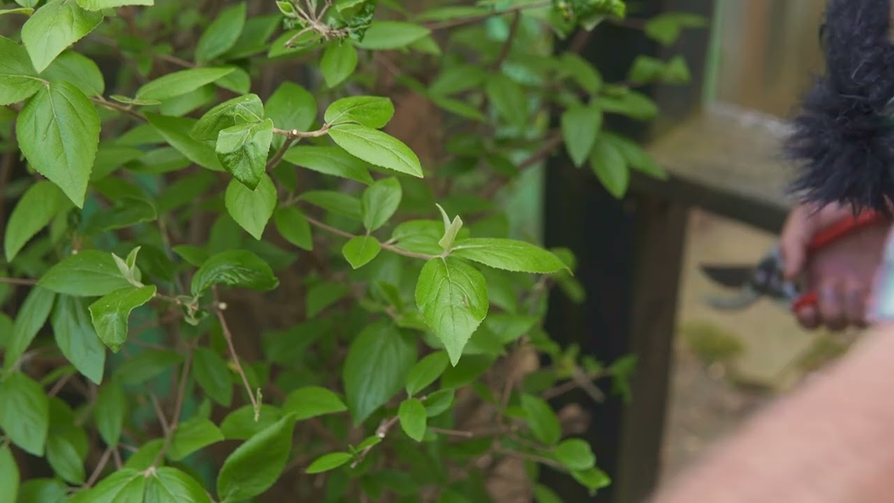 Pruning Fragrant Viburnum