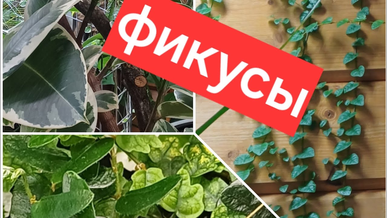 мои фикусы || обзор фикусов в моём зимнем саду