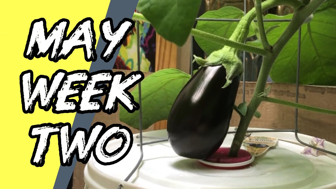 Always Fresh, Growing produce Indoors, Garden Update