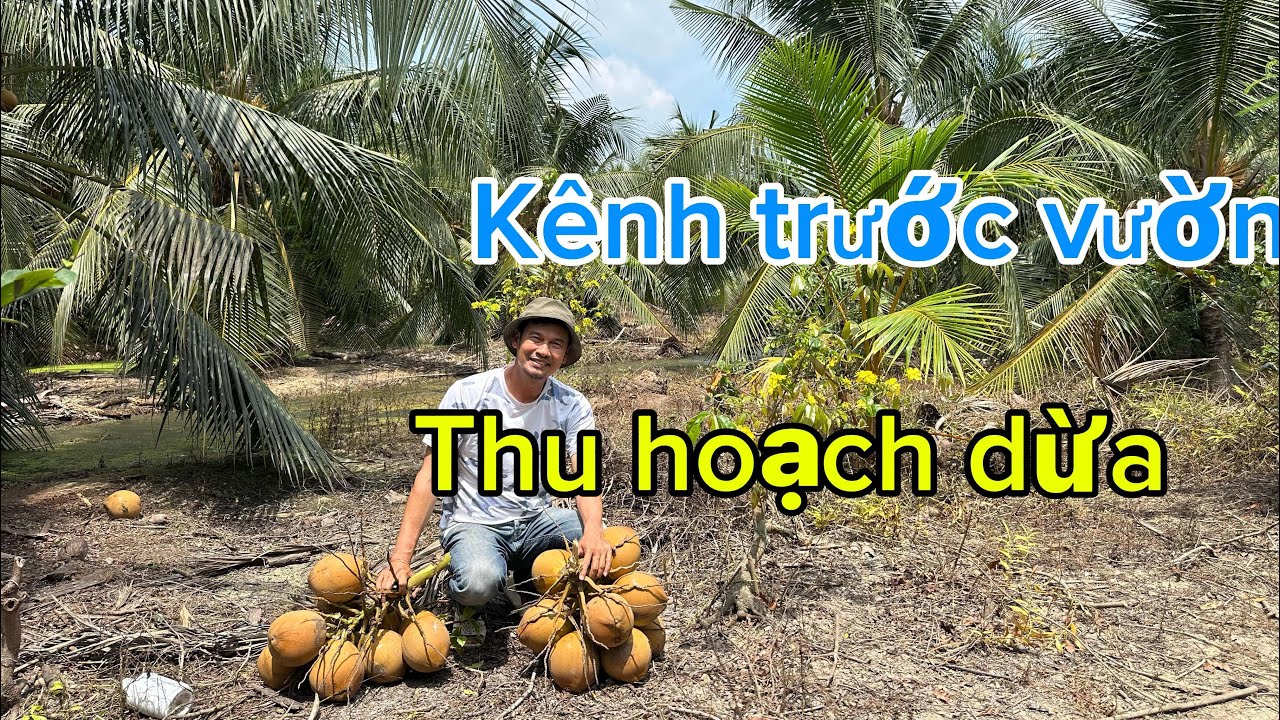 Chợ Gạo- đất nền 3.200m2 trồng dừa kênh trước nhà tại xã An Thạnh Thuỷ( Tiền Giang cũ)