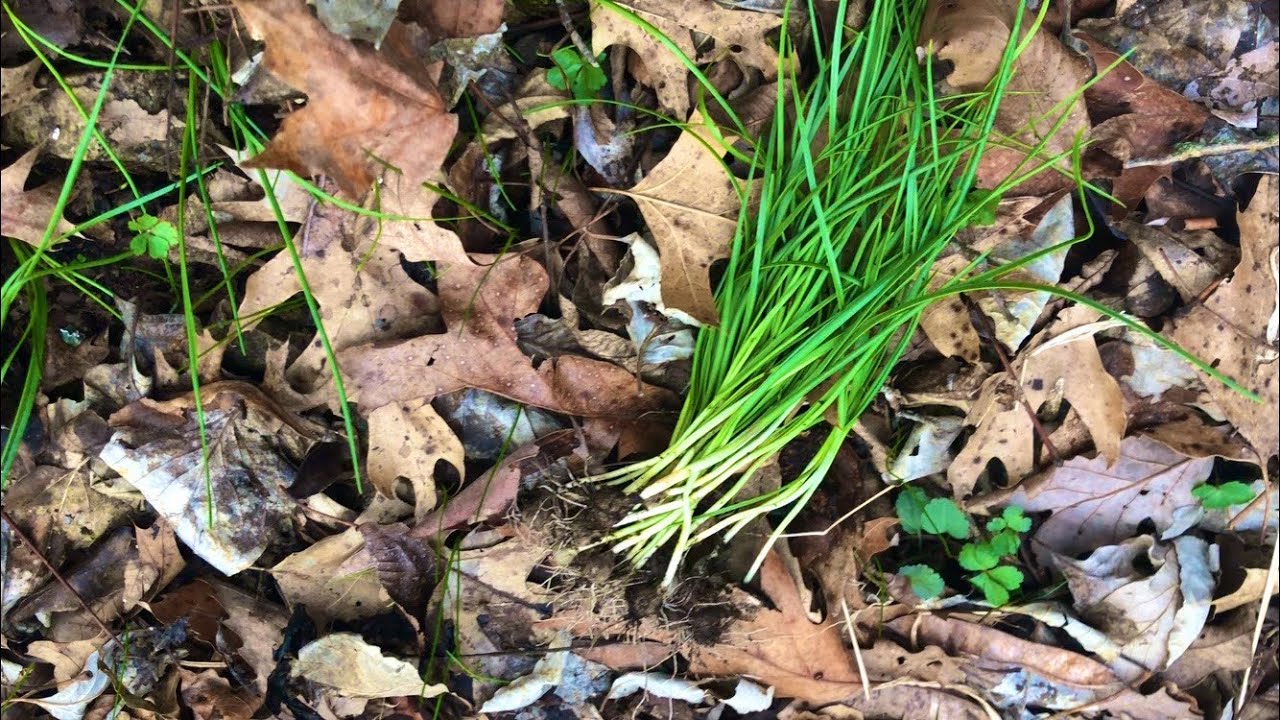 WILD ONIONS (Catch, Clean, and Cook)