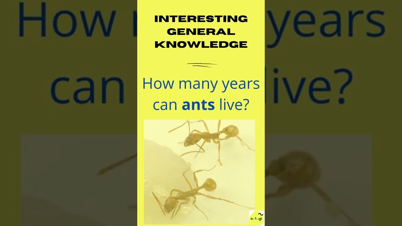 How many years can ants live ? 