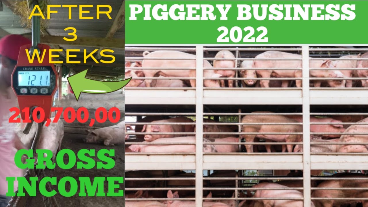 PIGGERY IN THE PHILIPPINES 2022 | 100 KILOS FOR 3WEEKS?AFTER I BUY THIS AREA | BUSINESS 2022 